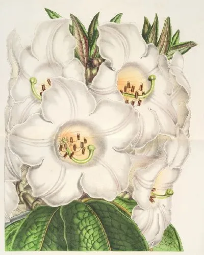 Картина Рододендрум Нутталлии (1854-1896)