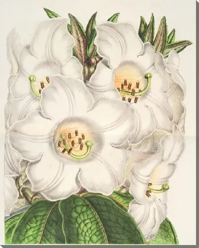 Картина Рододендрум Нутталлии (1854-1896)