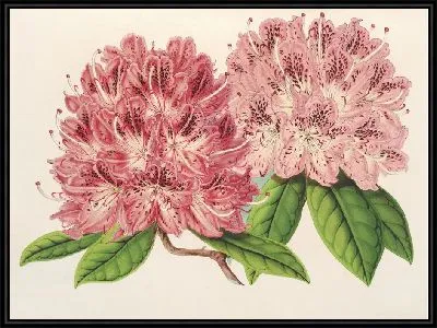 Рододендрум омни-гуттатум (гибрид) (1854-1896)