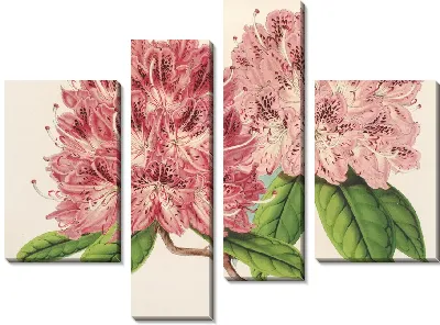 Рододендрум омни-гуттатум (гибрид) (1854-1896)