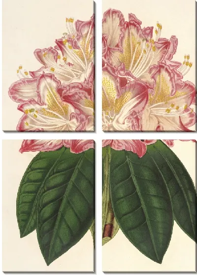 Картина Рододендрум орнатиссимум (гибр.) (1854-1896)