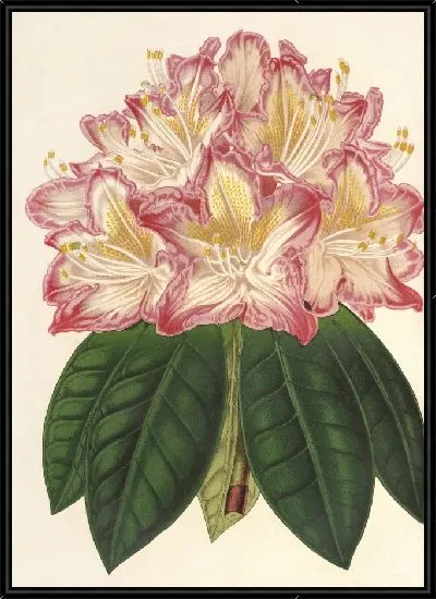 Картина Рододендрум орнатиссимум (гибр.) (1854-1896)