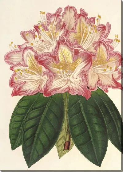 Картина Рододендрум орнатиссимум (гибр.) (1854-1896)