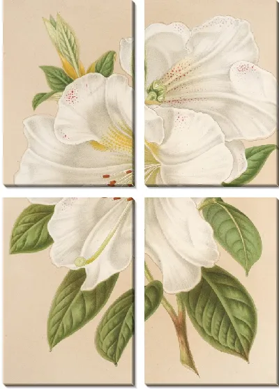 Картина Рододендрум Сестерианум (гибрид.) (1854-1896)