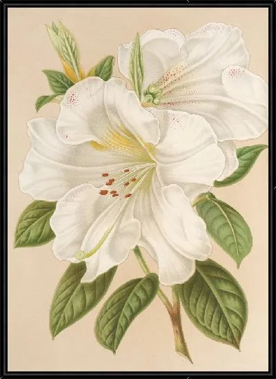 Картина Рододендрум Сестерианум (гибрид.) (1854-1896)