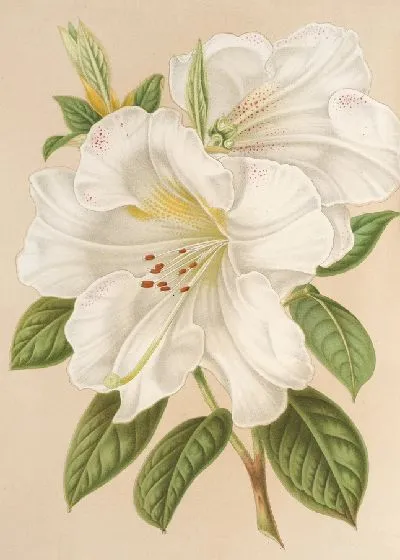 Картина Рододендрум Сестерианум (гибрид.) (1854-1896)