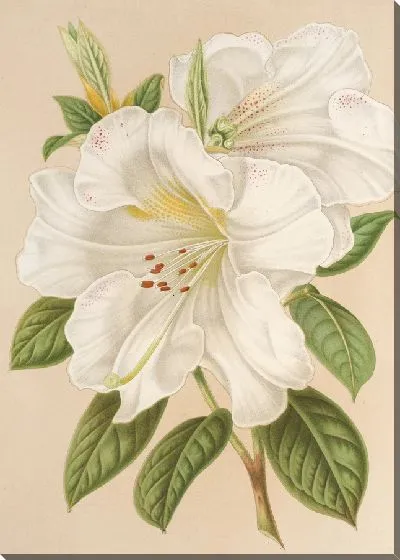 Картина Рододендрум Сестерианум (гибрид.) (1854-1896)