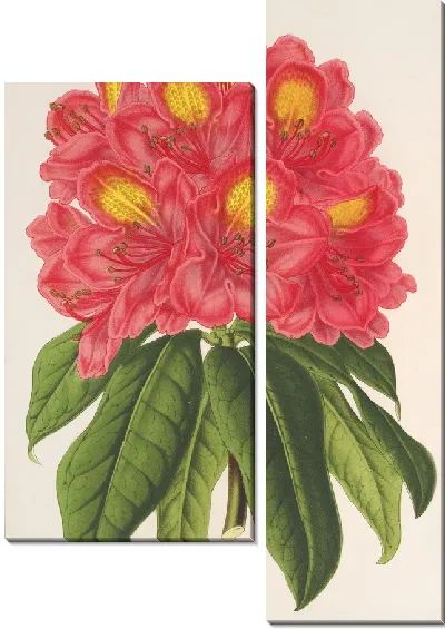 Картина Рододендрум Сувенир Жана Билса (1854-1896)