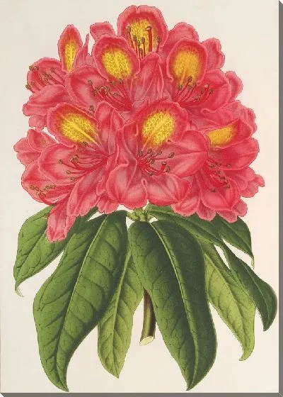 Картина Рододендрум Сувенир Жана Билса (1854-1896)