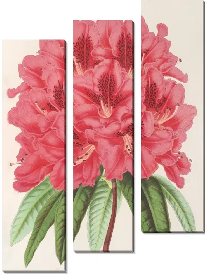 Картина Рододендрум формозум (1854-1896)