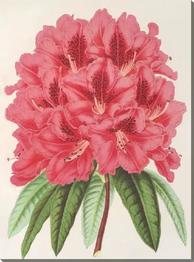 Картина Рододендрум формозум (1854-1896)