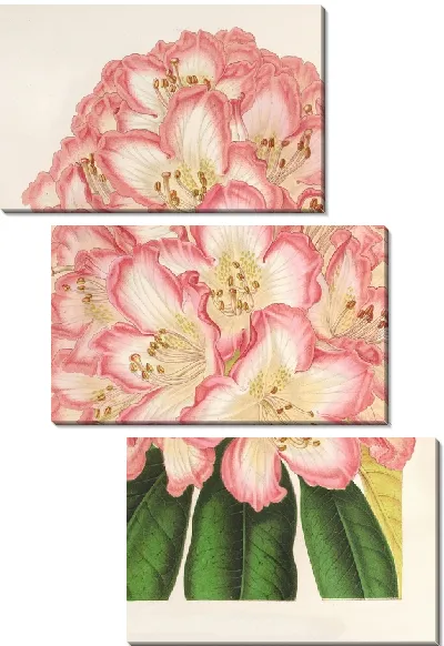 Картина Родословная графа де Гомера (1854-1896)