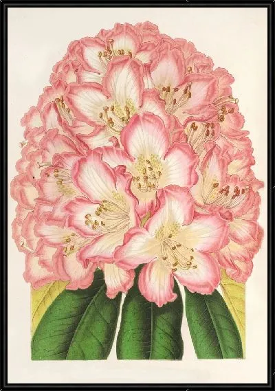 Картина Родословная графа де Гомера (1854-1896)