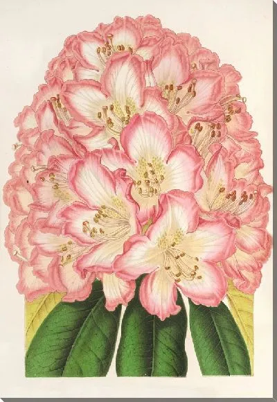 Картина Родословная графа де Гомера (1854-1896)