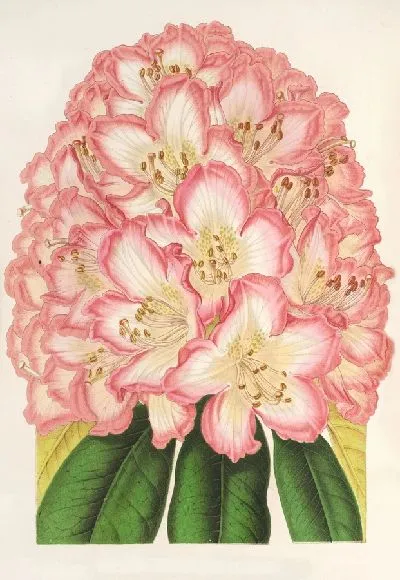 Картина Родословная графа де Гомера (1854-1896)