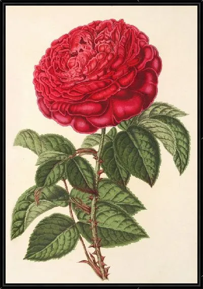 Картина Роза (гибр. ремонтная) Мсье Журно (1854-1896)