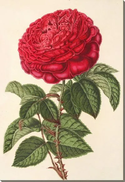 Картина Роза (гибр. ремонтная) Мсье Журно (1854-1896)