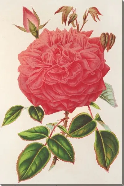 Картина Роза (Иль-Бурбон) вар. Сувенир из Мальмезона с розовыми цветами (1854-1896)