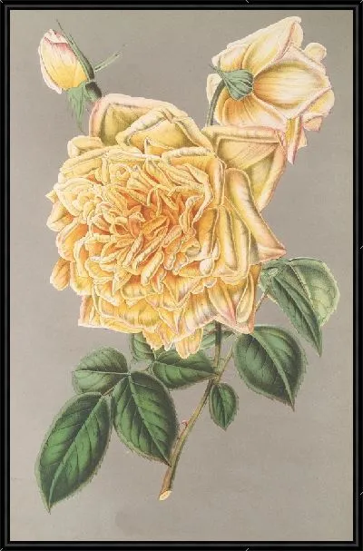 Картина Роза (Чайная) Золотисто-Жёлтая (1854-1896)