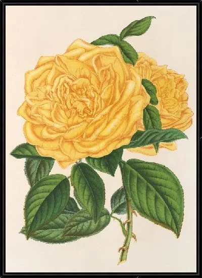 Картина Роза (Чайная) Маршал Ниль (1854-1896)