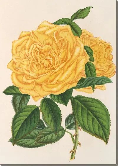 Картина Роза (Чайная) Маршал Ниль (1854-1896)