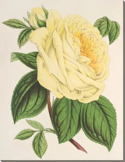 Картина Роза (Чайная) Подкидыш (1854-1896)