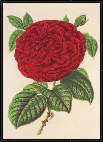 Картина Роза герцогиня де Медина-Сели (1854-1896)