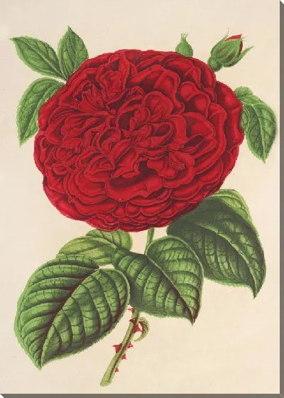 Картина Роза герцогиня де Медина-Сели (1854-1896)