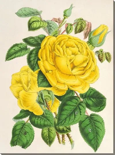 Картина Роза Изабель Грей (1854–1896)