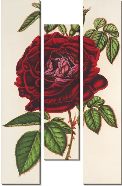 Картина Роза Императрица Мексика (ремонтантная) (1854-1896)