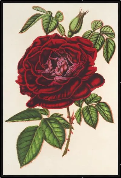 Картина Роза Императрица Мексика (ремонтантная) (1854-1896)