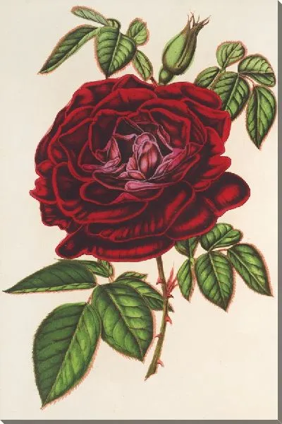 Картина Роза Императрица Мексика (ремонтантная) (1854-1896)