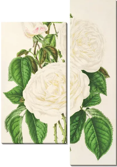 Картина Роза Императрицы Евгении (1854-1896)