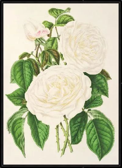 Картина Роза Императрицы Евгении (1854-1896)