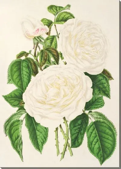 Картина Роза Императрицы Евгении (1854-1896)