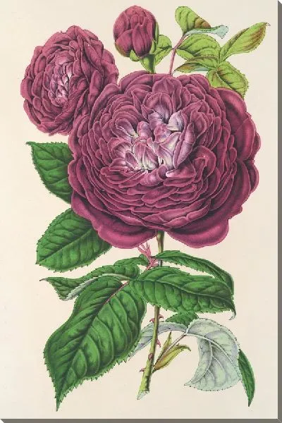 Картина Роза Королева фиалок (1854-1896)