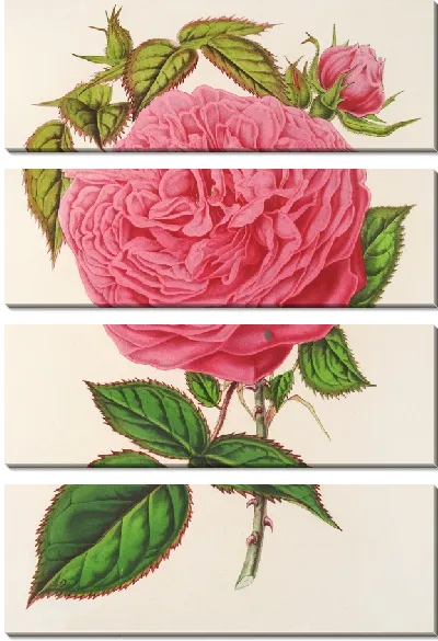Картина Роза Мадам Фуртардо (1854-1896)