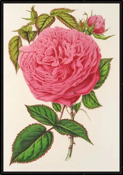 Картина Роза Мадам Фуртардо (1854-1896)