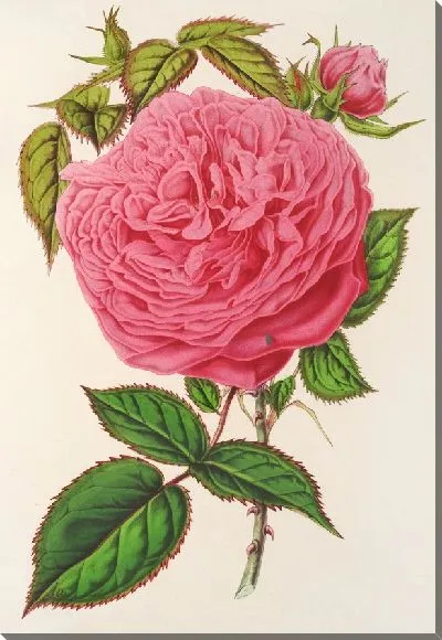 Картина Роза Мадам Фуртардо (1854-1896)