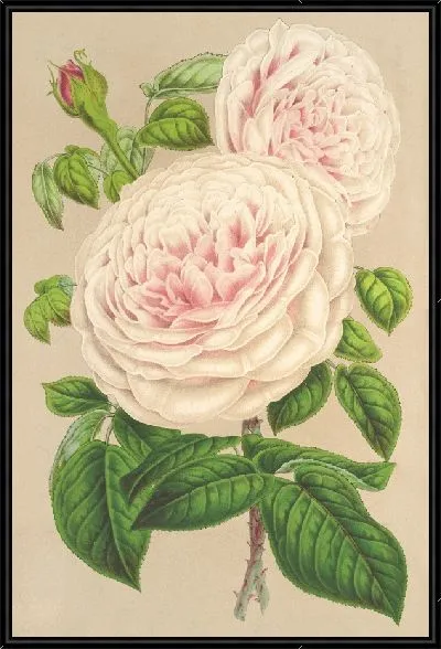 Картина Роза Сестра Ангелов (1854-1896)