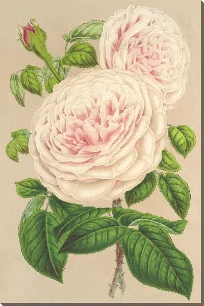 Картина Роза Сестра Ангелов (1854-1896)