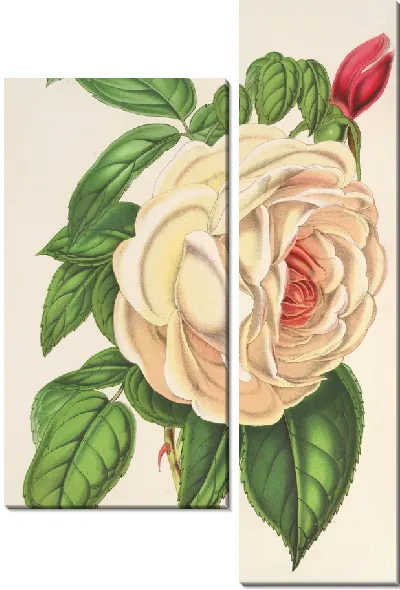 Картина Роуз Президент (Чайная) (1854-1896)