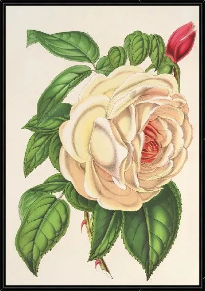 Картина Роуз Президент (Чайная) (1854-1896)