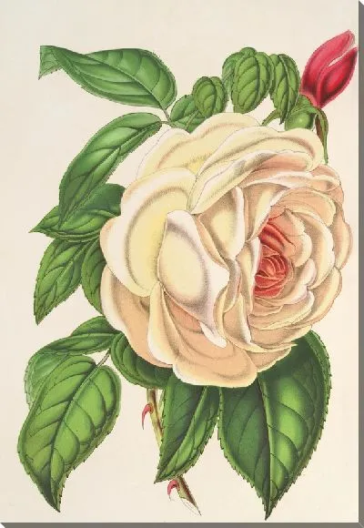 Картина Роуз Президент (Чайная) (1854-1896)