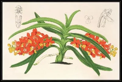Картина Сакколабиум курвифолиум (1854-1896)