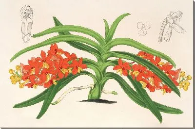 Картина Сакколабиум курвифолиум (1854-1896)