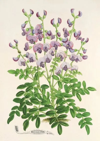 Картина Свайнсона, лесничий (1854-1896)