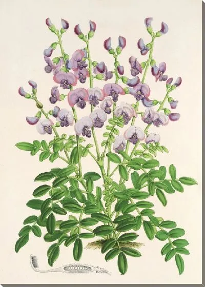 Картина Свайнсона, лесничий (1854-1896)