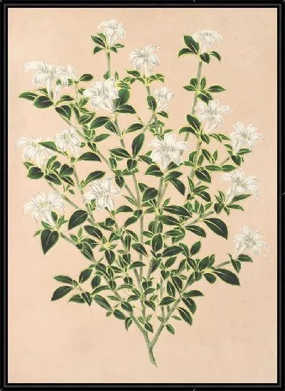 Картина Серисса Фетида (1854-1896)