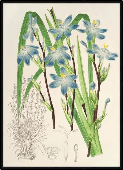 Картина Сизирихий многоцветковый (1854-1896)